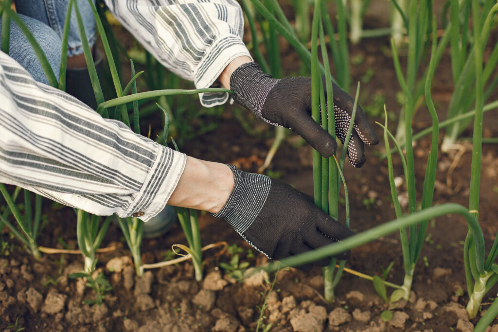 how to grow garlic